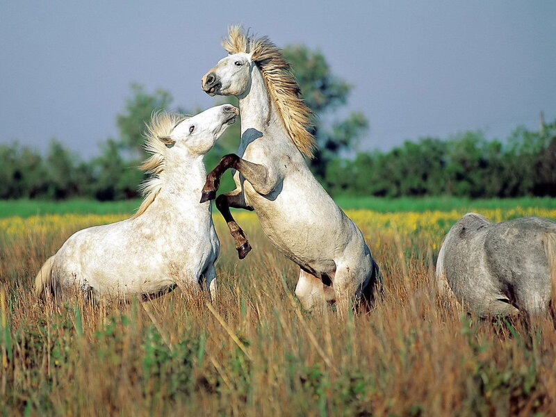 Two White Horses Fighting — Dynamic