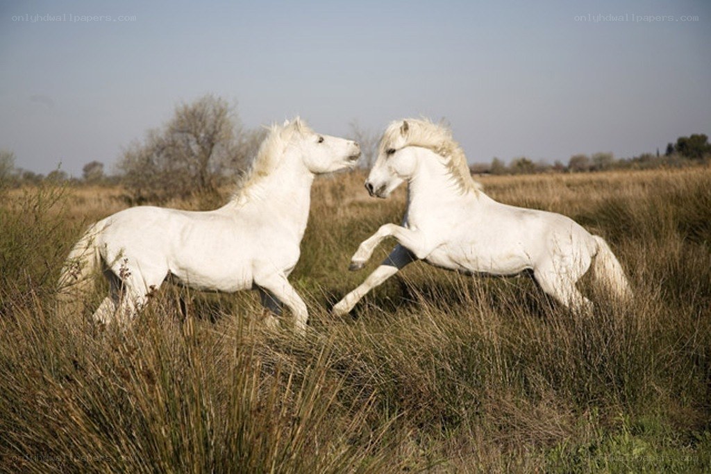 Two white horses fighting in a field