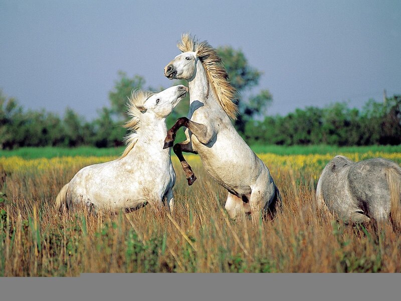 Two White Horses Fighting