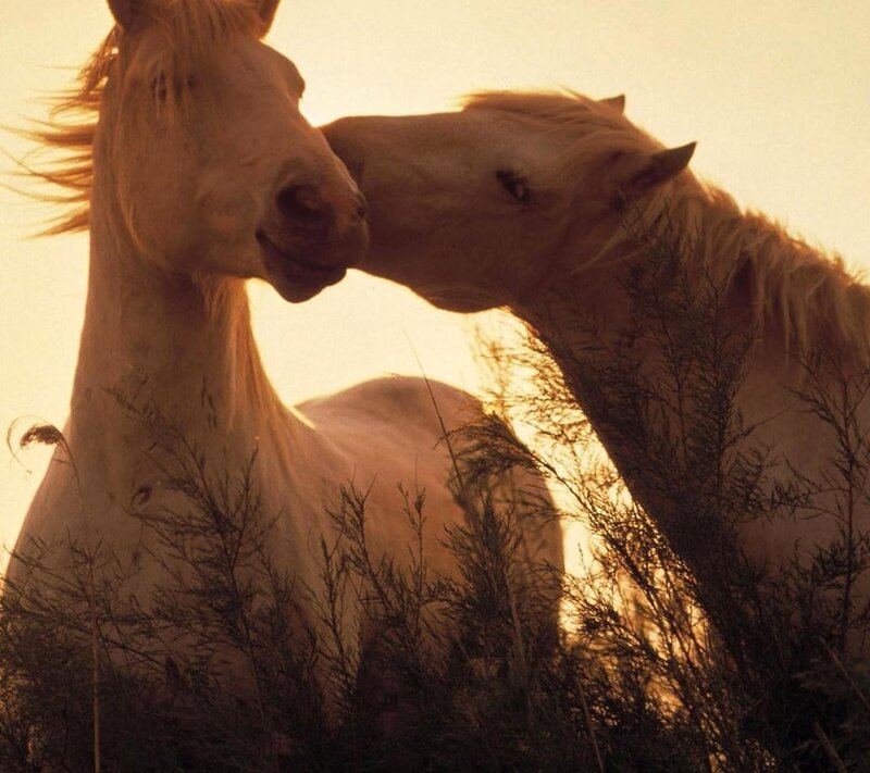 Two White Horses — Gold, Serene, Sunset, Photograph
