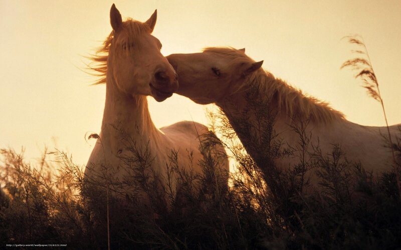 Two White Horses — Gold, Serene, Sunset