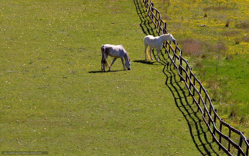 Two White Horses Grazing — Green, Serene