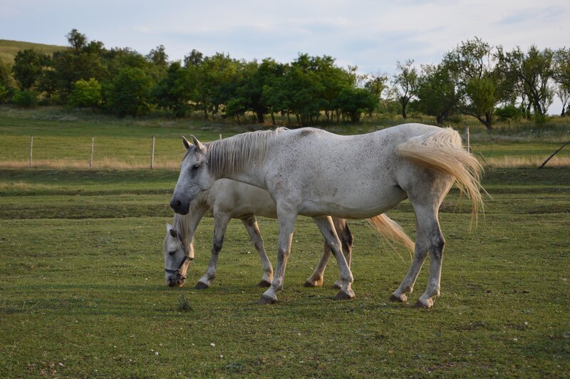 Two White Horses Grazing — Green
