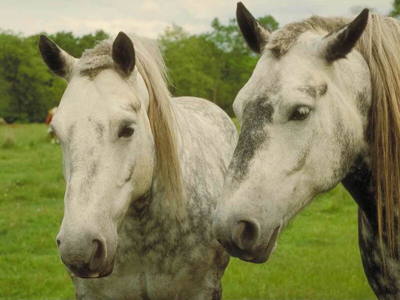 Two White Horses — Green