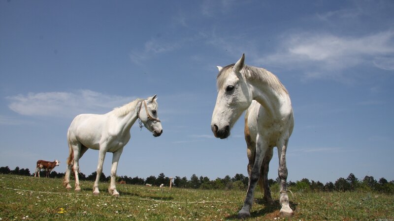 Two white horses in a field
