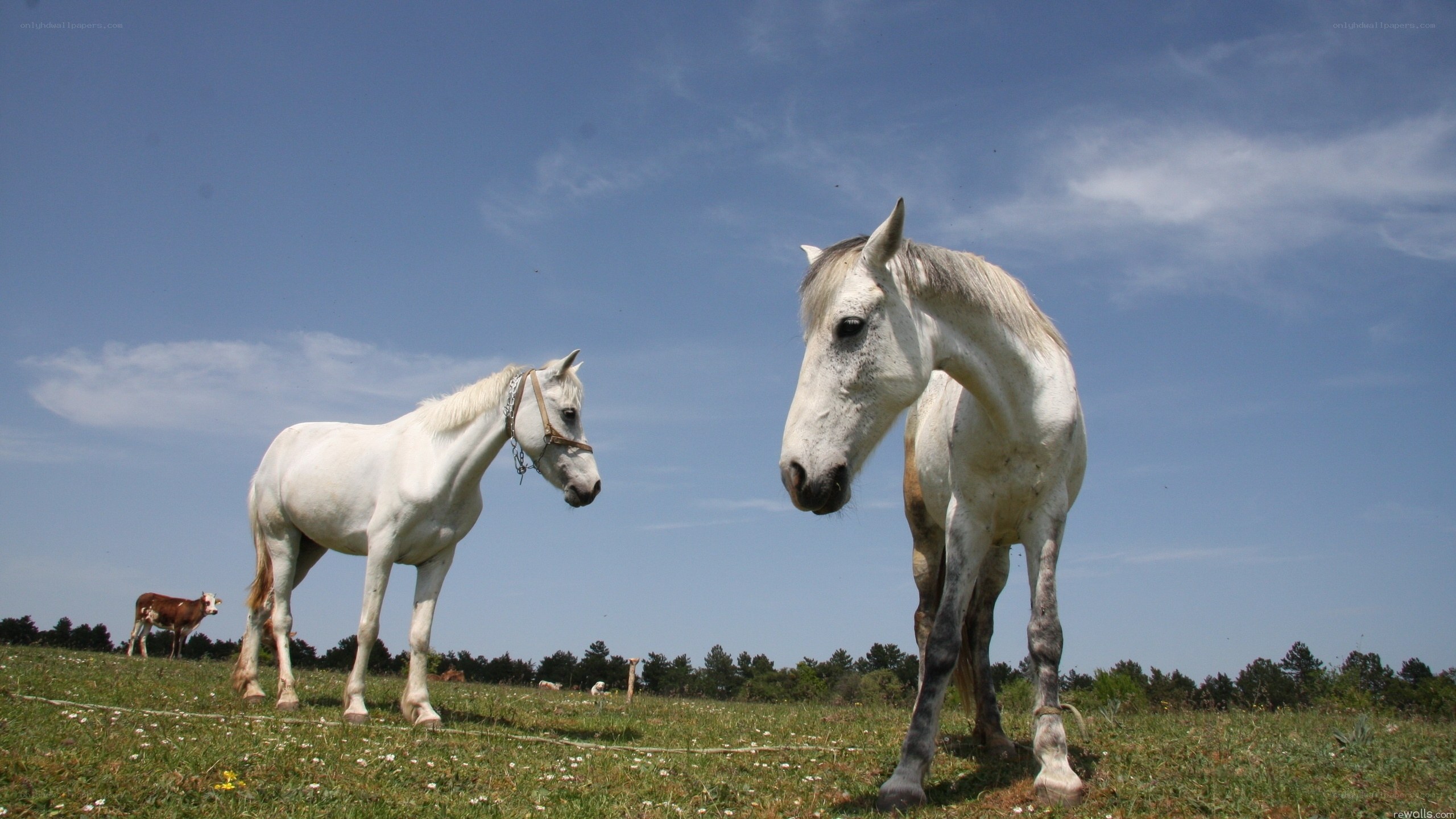 Two white horses in a field
