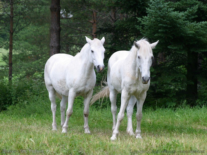Two white horses in a forest