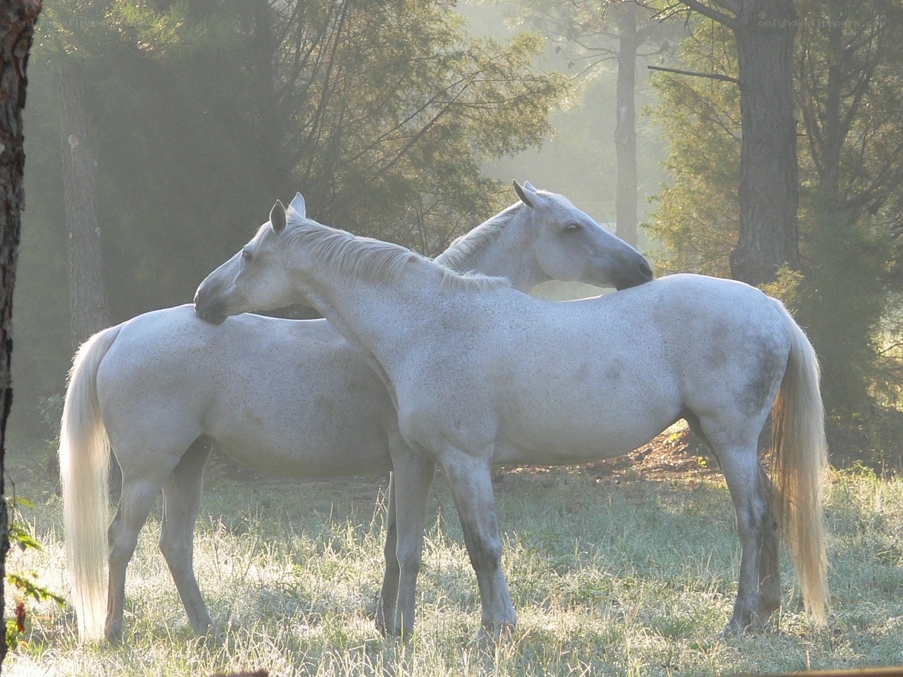 Two white horses in a misty field