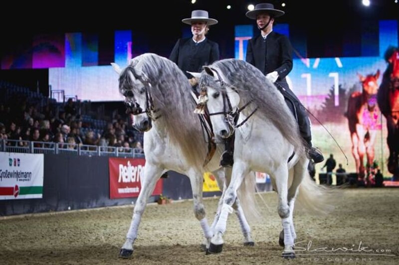 Two White Horses in Arena