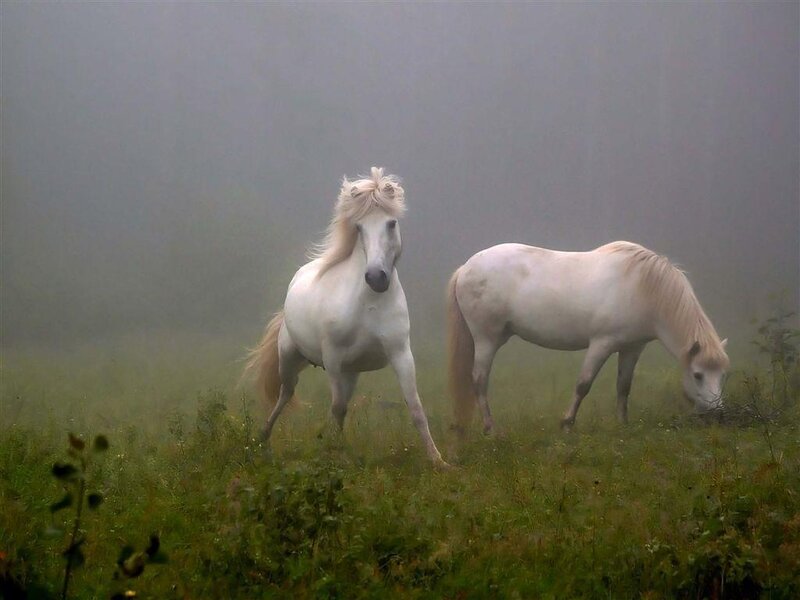 Two White Horses in Field — Misty
