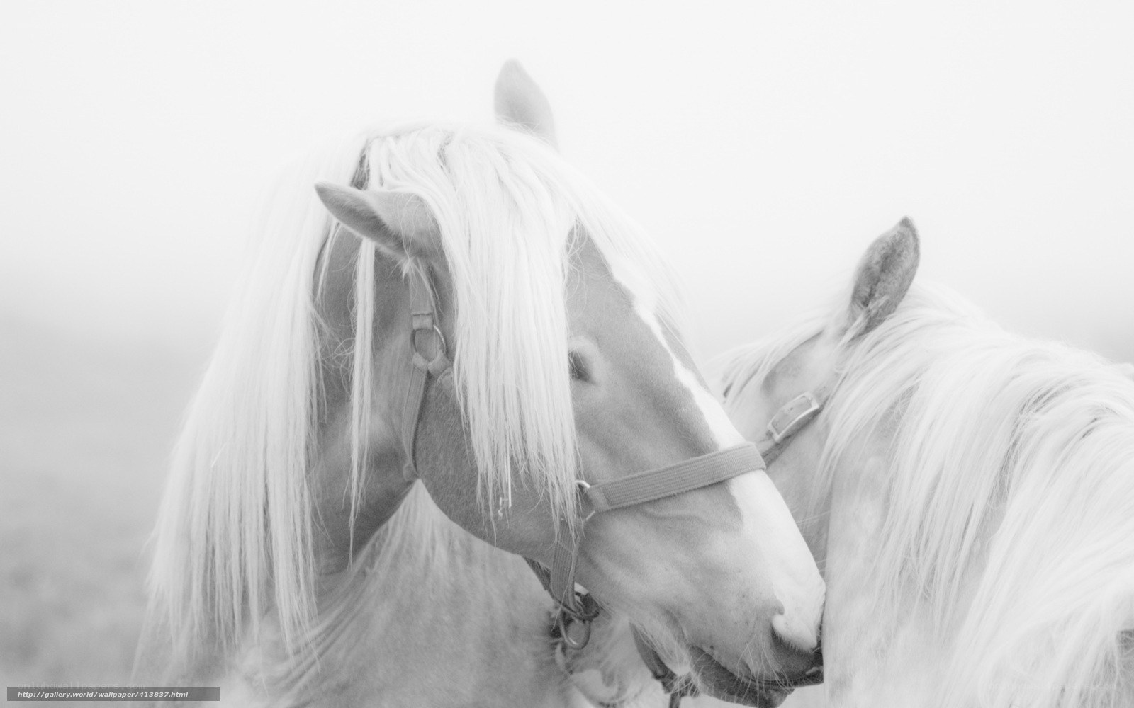 Two white horses in fog