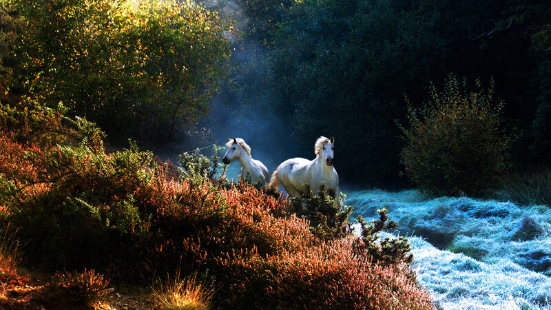 Two White Horses in Forest — Dramatic