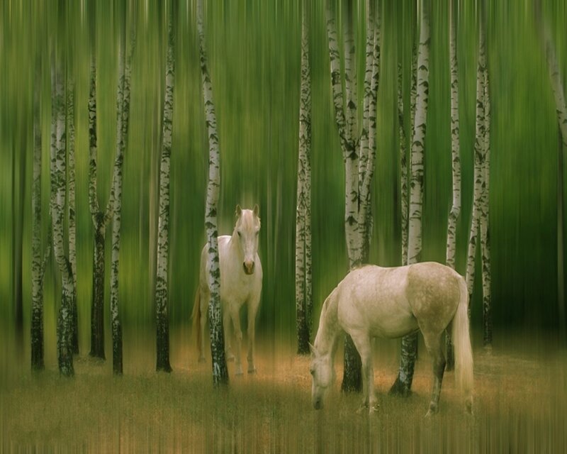 Two White Horses in Forest — Green