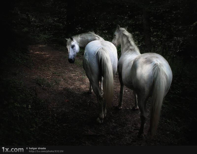 Two White Horses in Forest