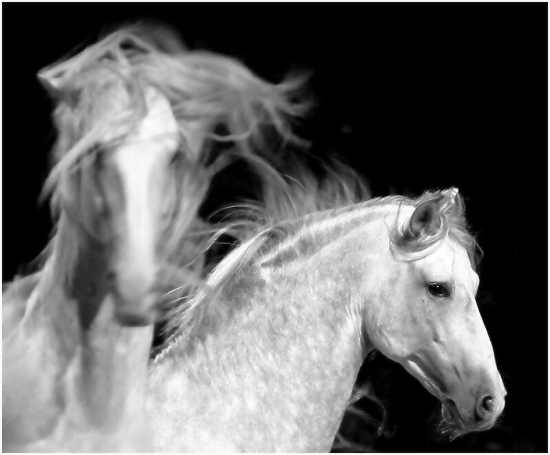 Two white horses in motion