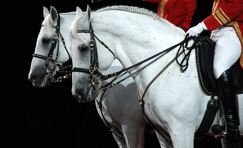 Two white horses in parade