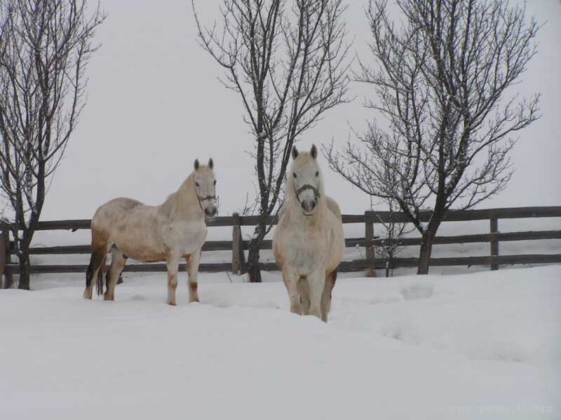 Two White Horses in Snow