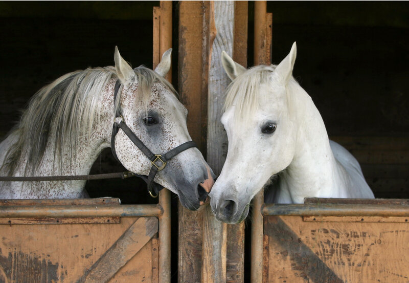 Two White Horses in Stable