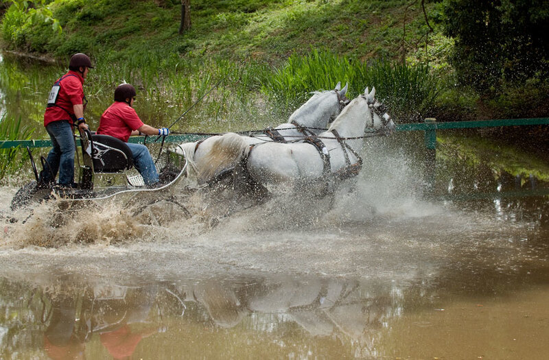 Two White Horses Pulling Cart