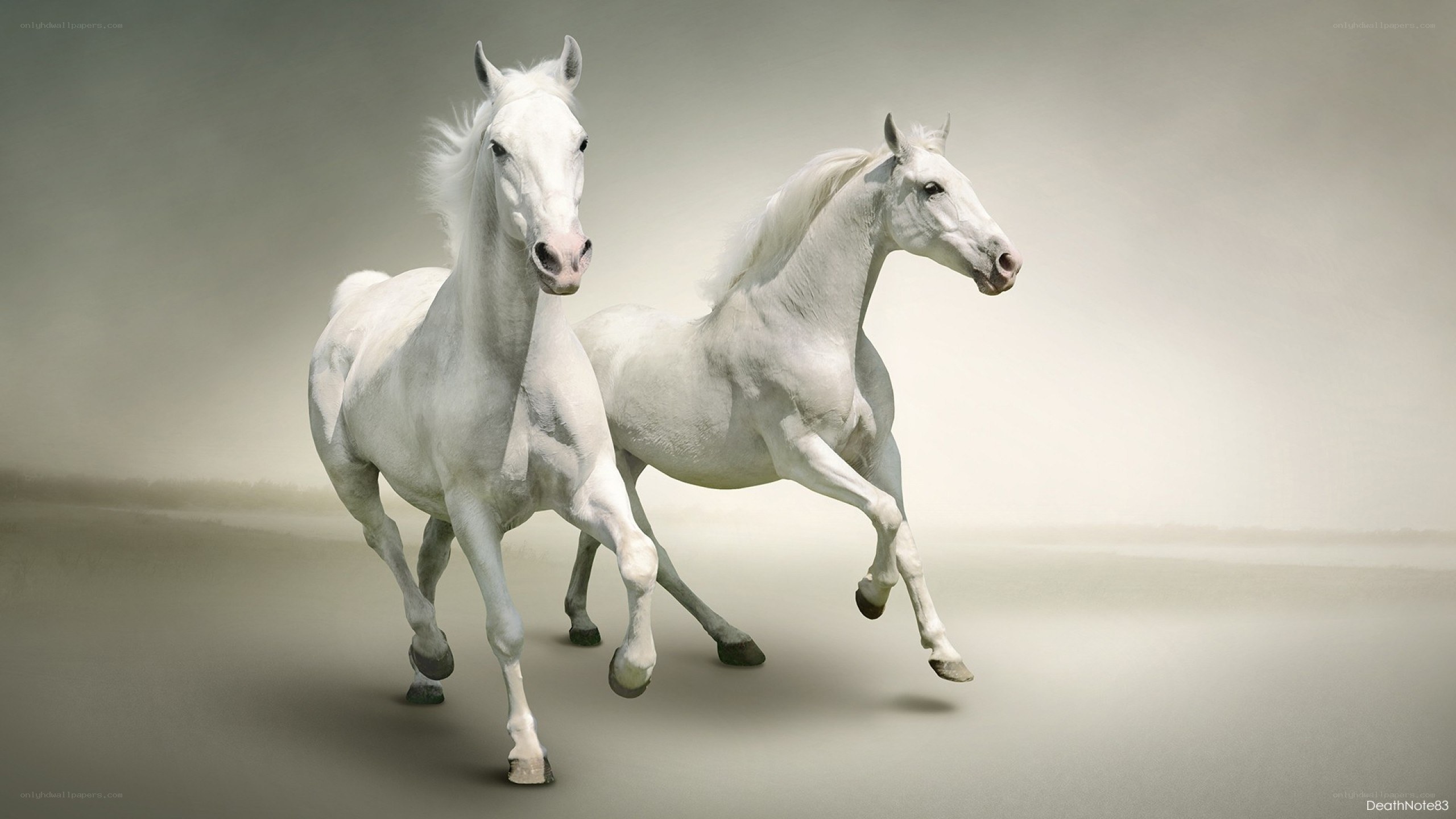 Two white horses running