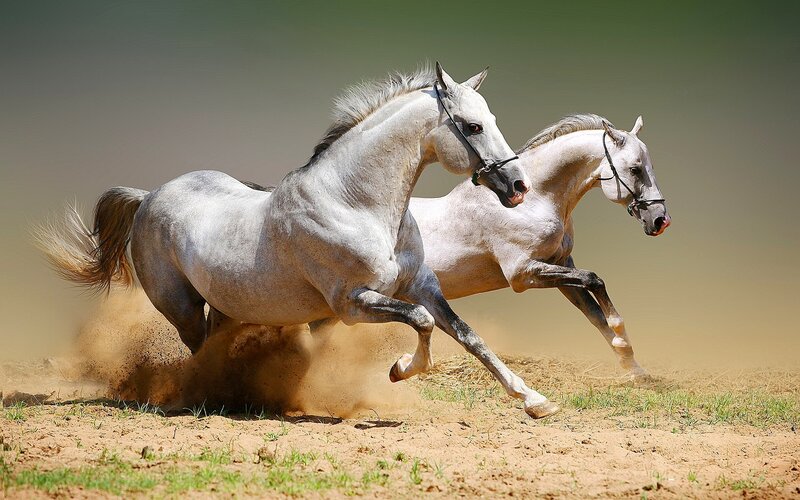 Two white horses running