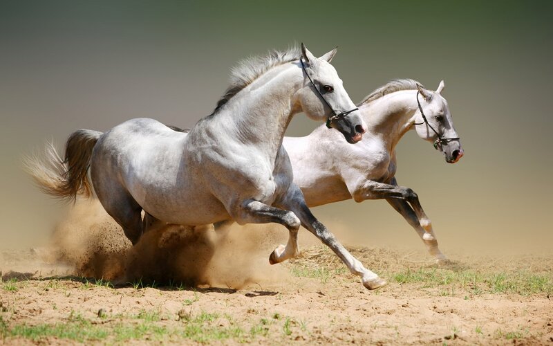 Two white horses running