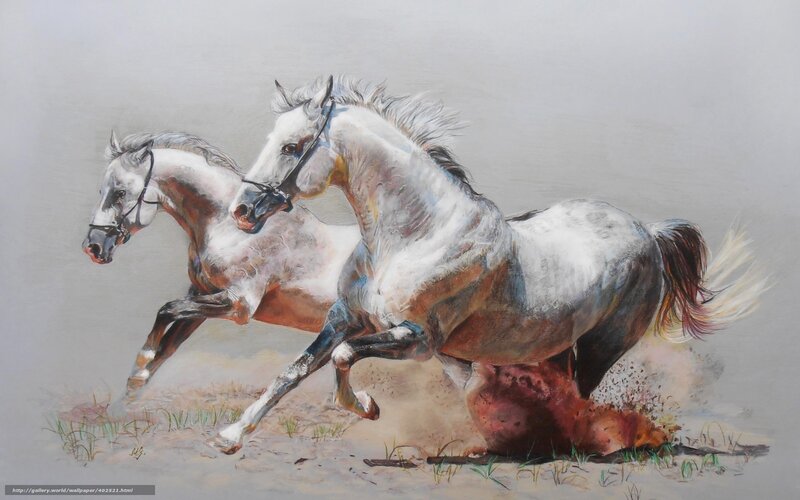 Two white horses running