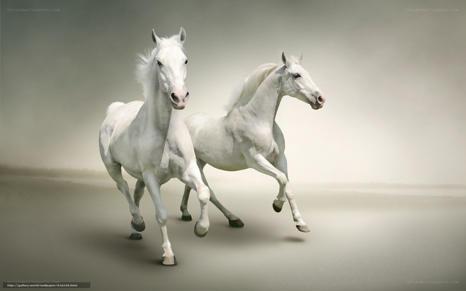 Two white horses running