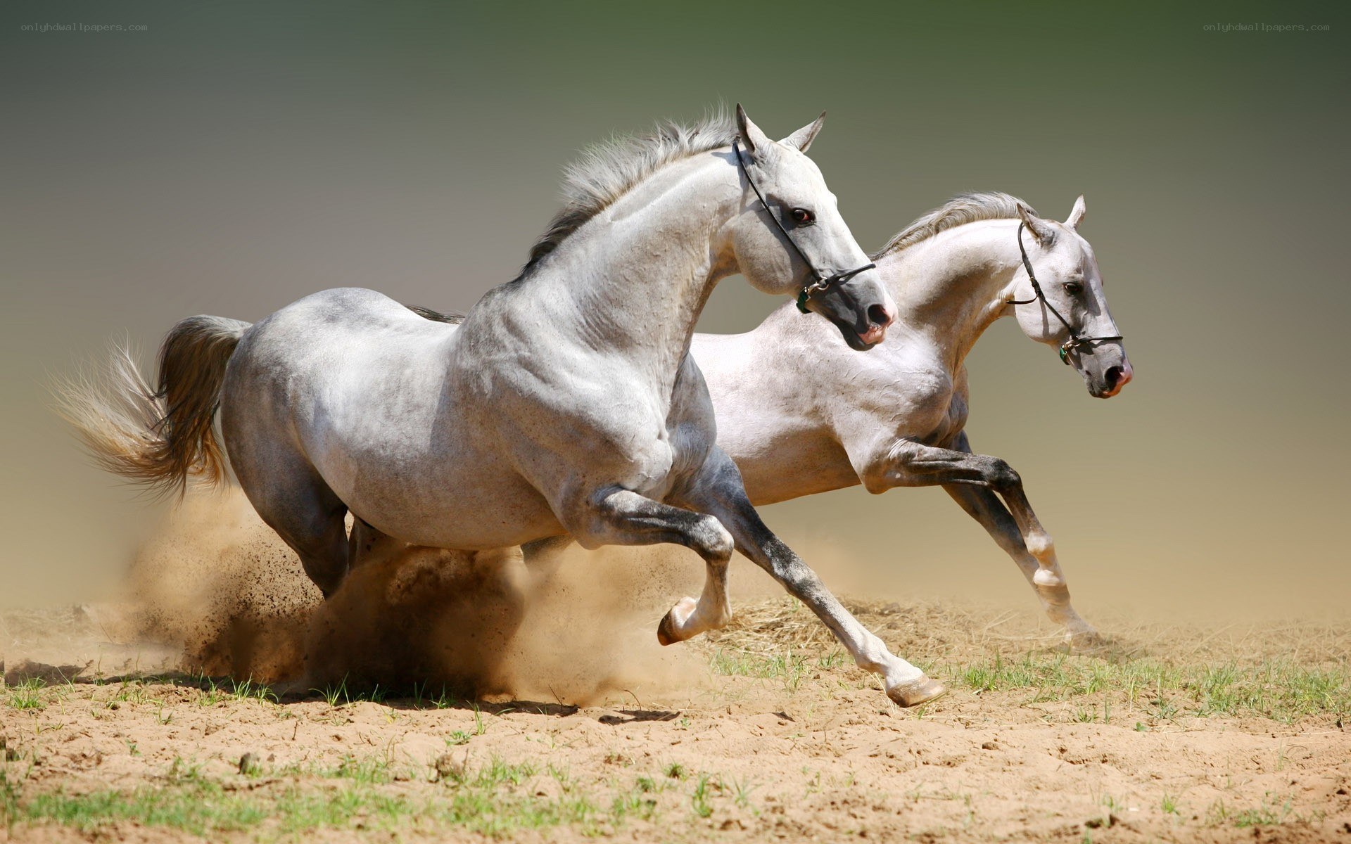 Two white horses running