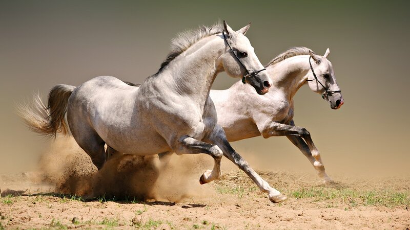 Two white horses running
