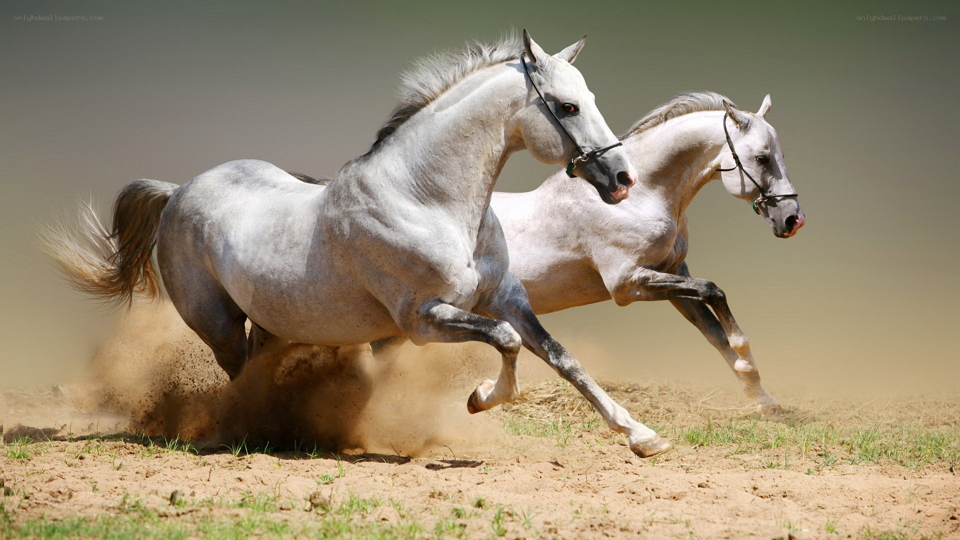 Two white horses running