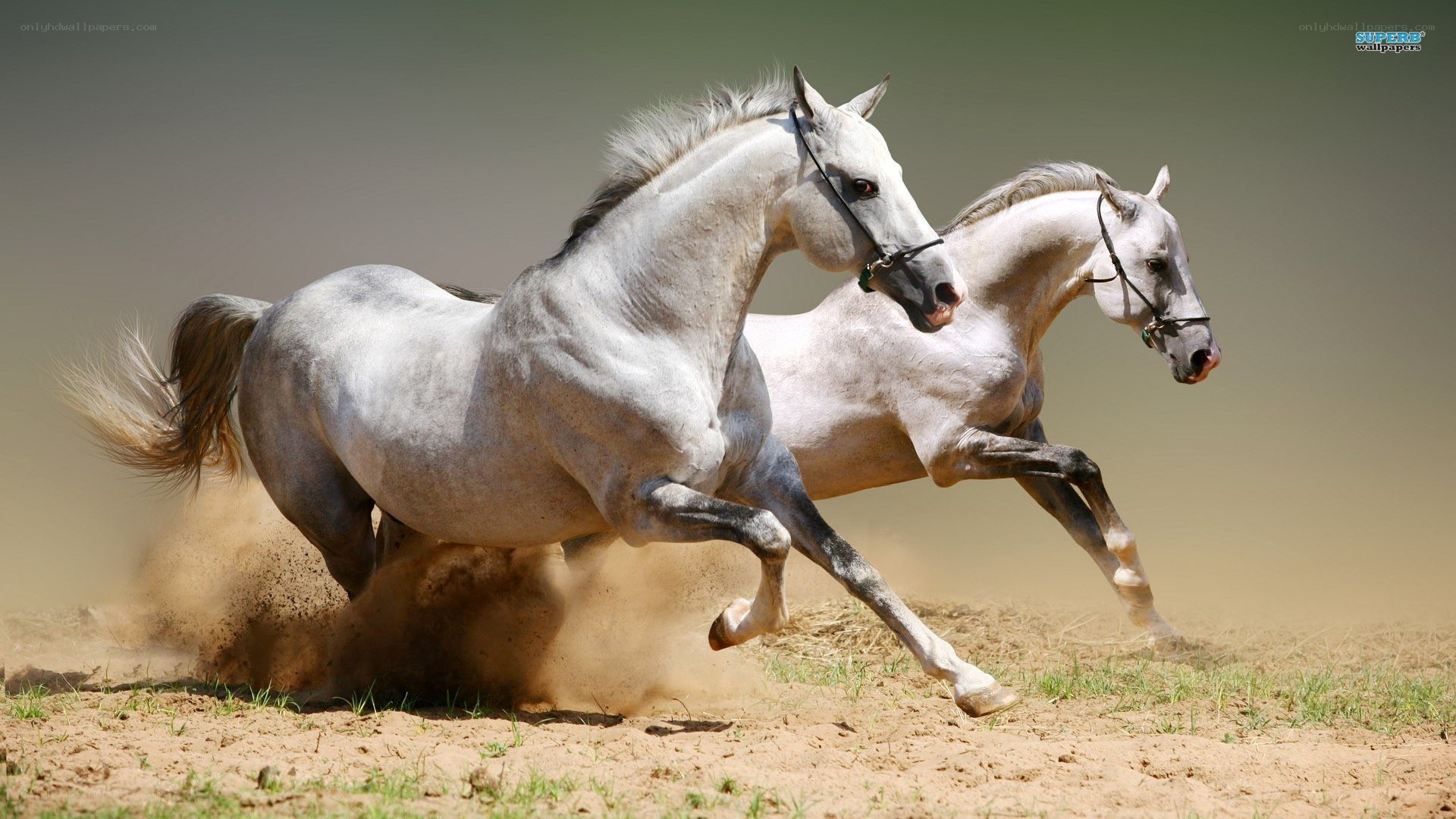 Two white horses running
