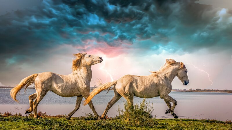 Two White Horses Running — Blue, Dramatic, Afternoon