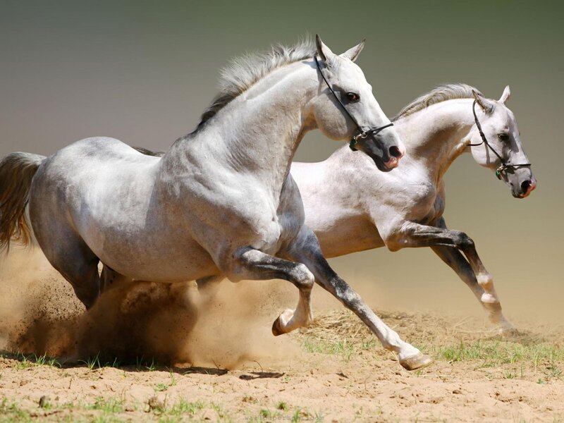 Two White Horses Running — Brown