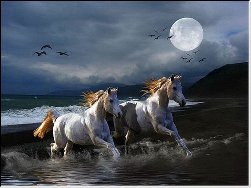 Two White Horses Running — Dramatic, Night