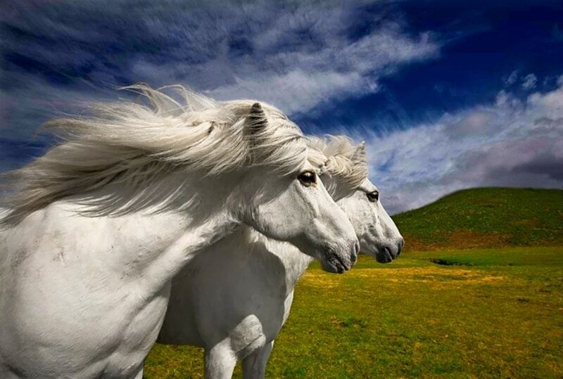 Two White Horses Running — Dramatic
