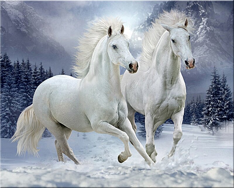 Two White Horses Running — Dramatic, Winter