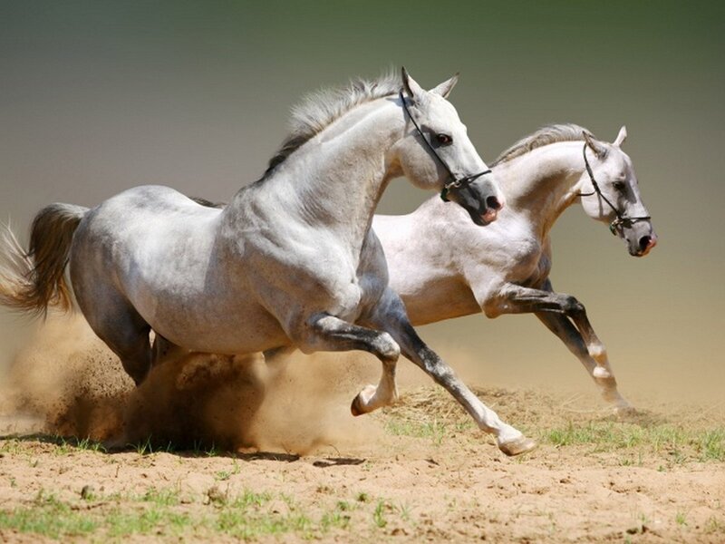 Two White Horses Running — Dust