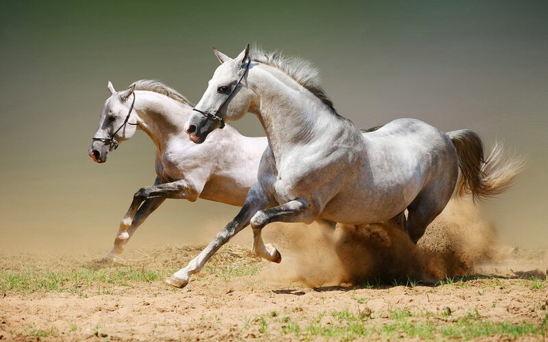 Two White Horses Running — Dynamic, Afternoon, Photograph, Dust, Field, Saddle