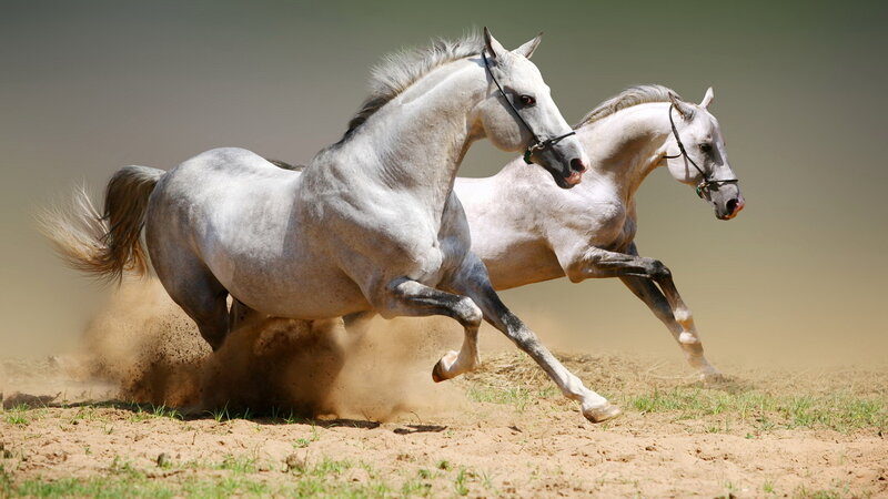 Two White Horses Running — Dynamic, Afternoon, Photograph, Dust, Field