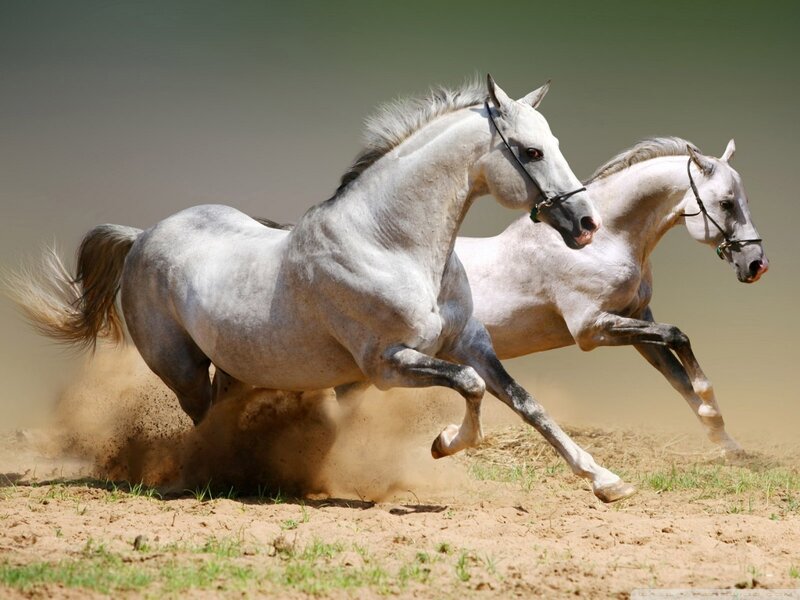 Two White Horses Running — Dynamic, Afternoon, Photograph, Dust, Saddle
