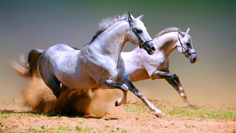 Two White Horses Running — Dynamic, Afternoon, Photograph, Dust