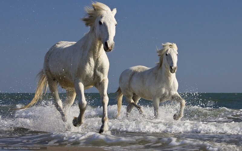 Two White Horses Running — Dynamic, Afternoon, Photograph, Ocean, Sky, Waves