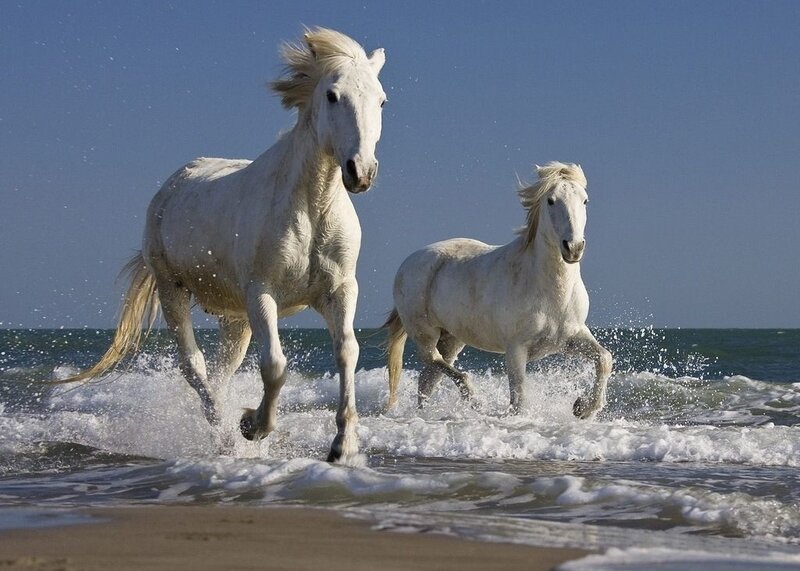 Two White Horses Running — Dynamic, Afternoon, Photograph, Ocean