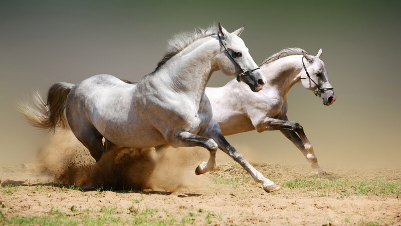 Two White Horses Running — Dynamic, Afternoon, Photograph