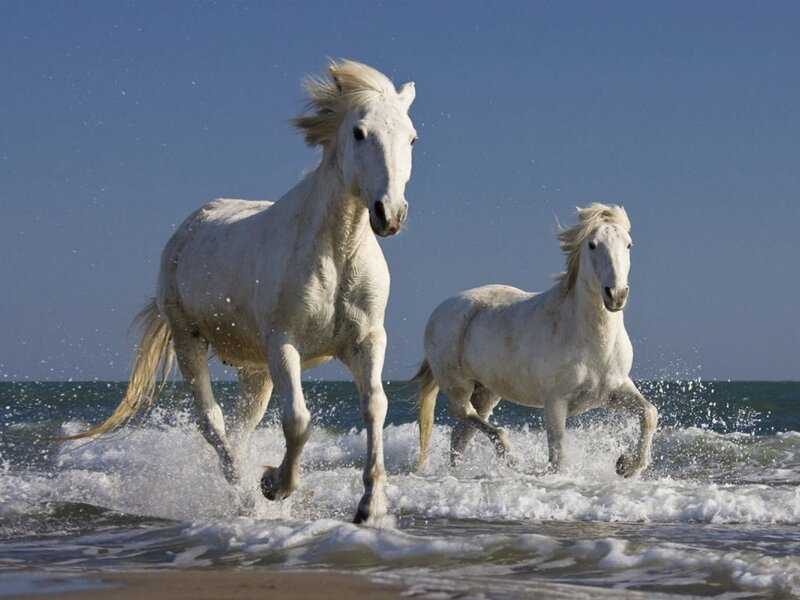 Two White Horses Running — Dynamic, Afternoon