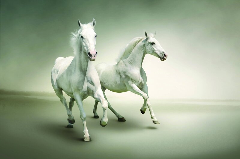 Two White Horses Running — Dynamic, Digital Art, Grassland