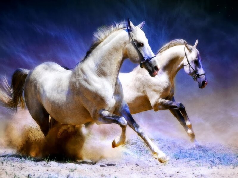Two White Horses Running — Dynamic, Digital Art