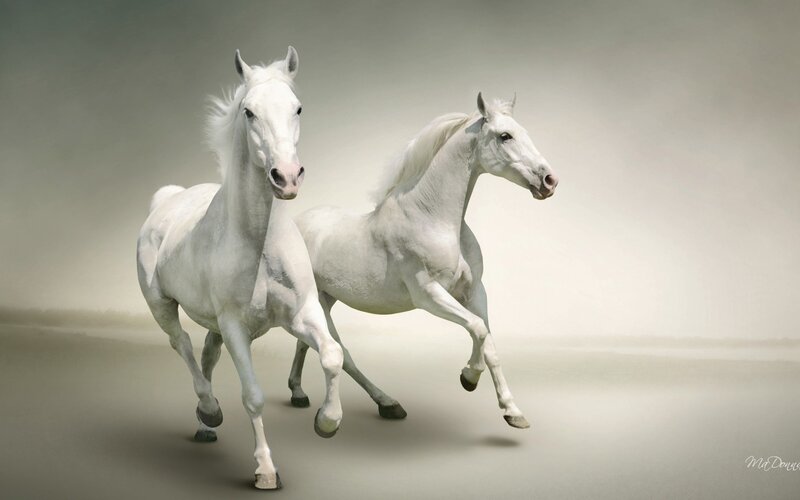 Two White Horses Running — Dynamic, Photograph, Background
