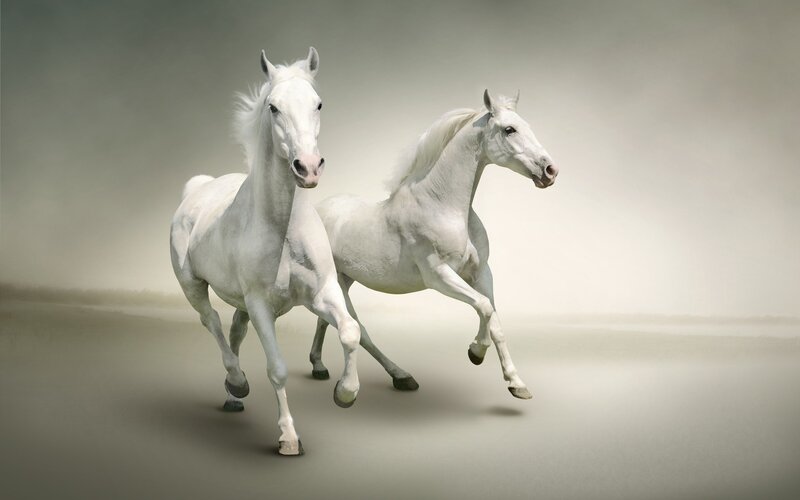Two White Horses Running — Dynamic, Photograph, Dust, Sky